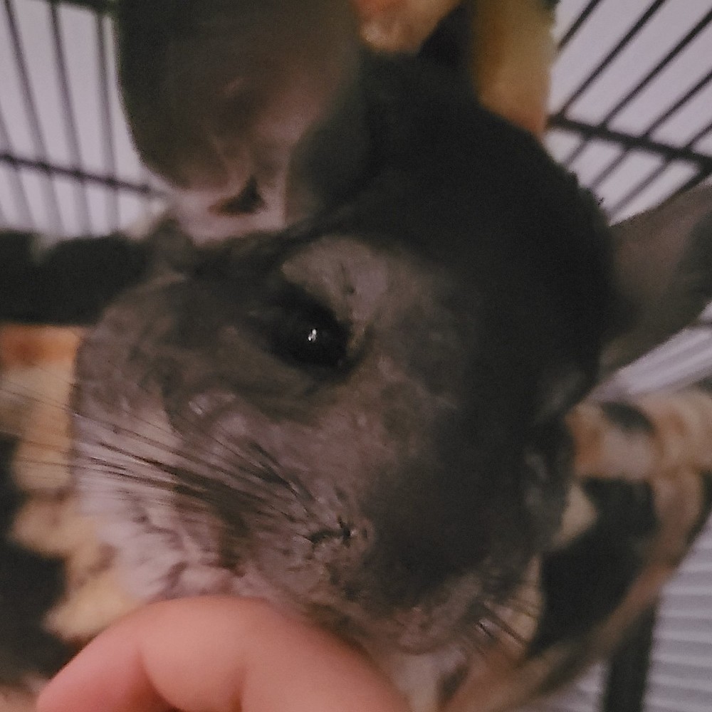 Meet your Posher, Scribbles
